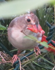 Cardinalis cardinalis image