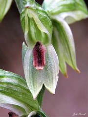 Pterostylis chocolatina