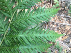 Woodwardia fimbriata image