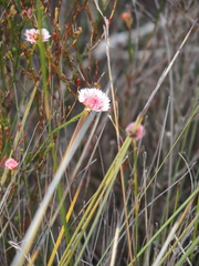 Actinodium cunninghamii