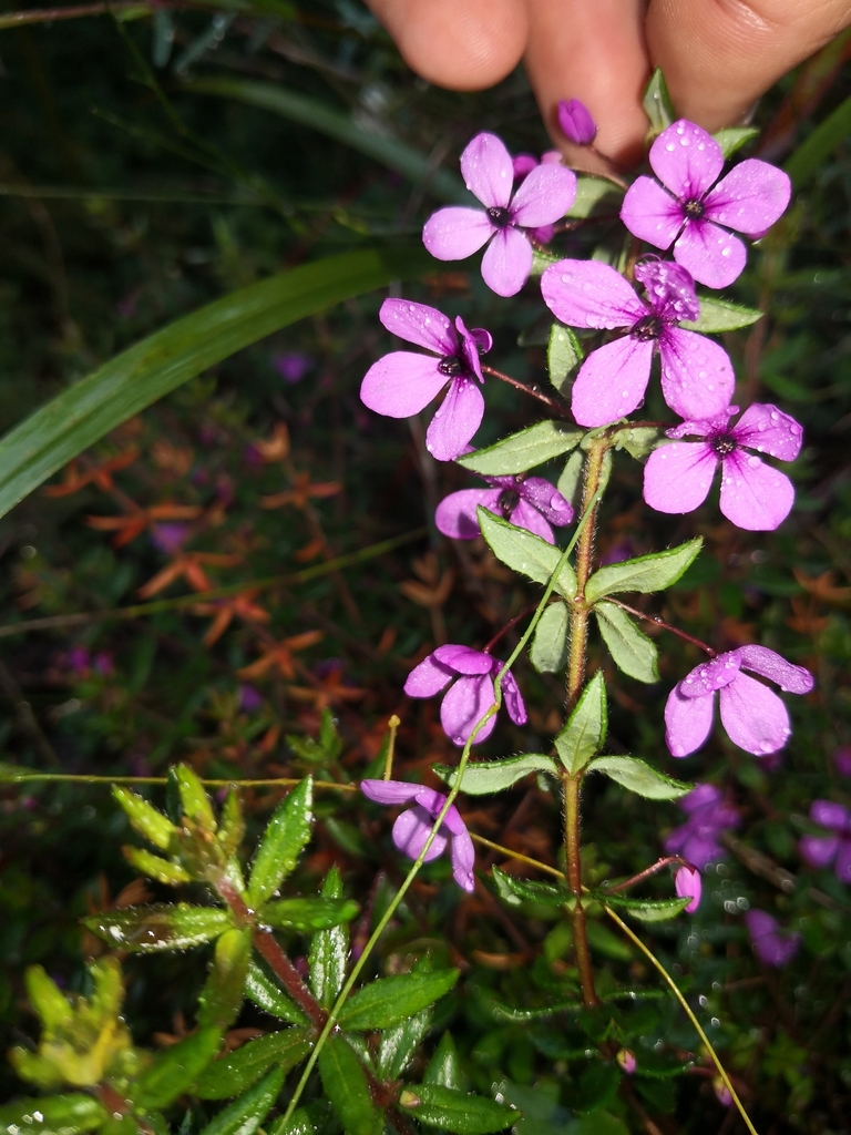 Thyme Pink-bells