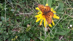 Boloria titania