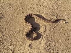 Crotalus enyo