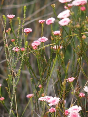 Actinodium cunninghamii