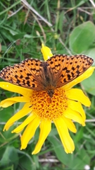 Boloria titania