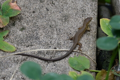 Takydromus tachydromoides