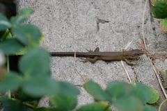Takydromus tachydromoides