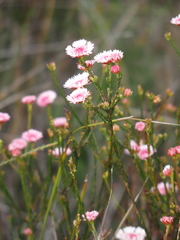 Actinodium cunninghamii