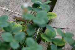 Takydromus tachydromoides