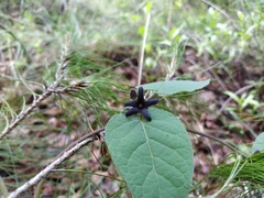 Matelea tlilxochitli