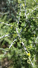 Condalia spathulata