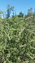 Condalia spathulata