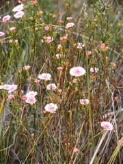 Actinodium cunninghamii