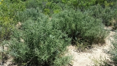 Condalia spathulata