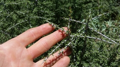 Condalia spathulata