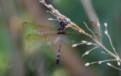 Macrothemis imitans