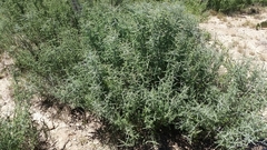 Condalia spathulata