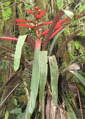 Guzmania kressii