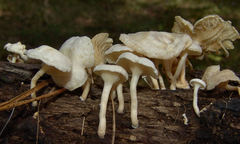 Clitocybe peralbida