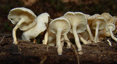 Clitocybe peralbida