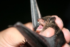 Eptesicus furinalis