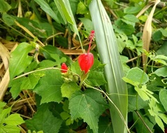 Malvaviscus arboreus