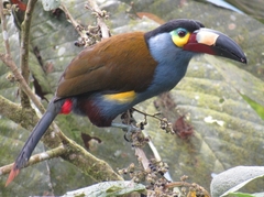 Andigena laminirostris