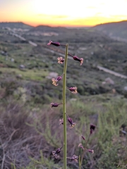 Caulanthus heterophyllus