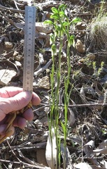Pterostylis tenuis