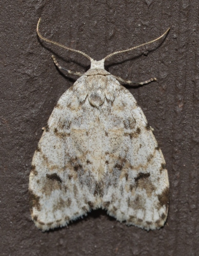 Little White Lichen Moth photo 6