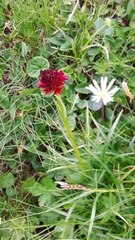 Gymnadenia