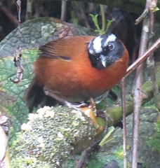 Oreothraupis arremonops