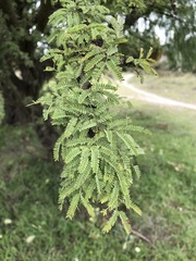 Vachellia schaffneri