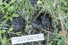 Cervus canadensis nannodes