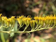 Solidago elongata