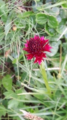 Gymnadenia