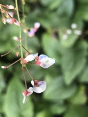 Hylodesmum nudiflorum