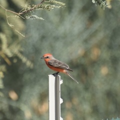 Pyrocephalus rubinus