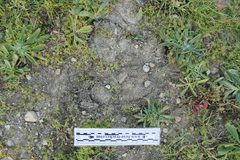 Cervus canadensis nannodes