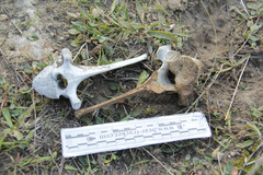 Cervus canadensis nannodes