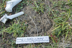 Cervus canadensis nannodes