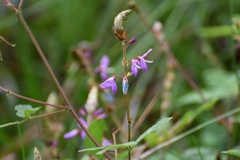 Desmodium pringlei