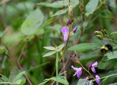 Desmodium pringlei