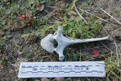 Cervus canadensis nannodes