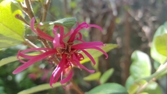 Loropetalum chinense