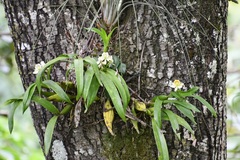 Prosthechea radiata