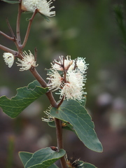 Hakea ferruginea