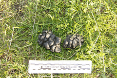 Cervus canadensis nannodes