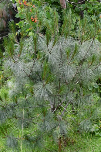 Pinus maximartinezii, photograph 4