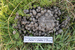 Cervus canadensis nannodes